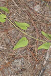 Trailing milkvine